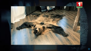 
 «Тайны следствия»: Особенности нелегальной охоты
 